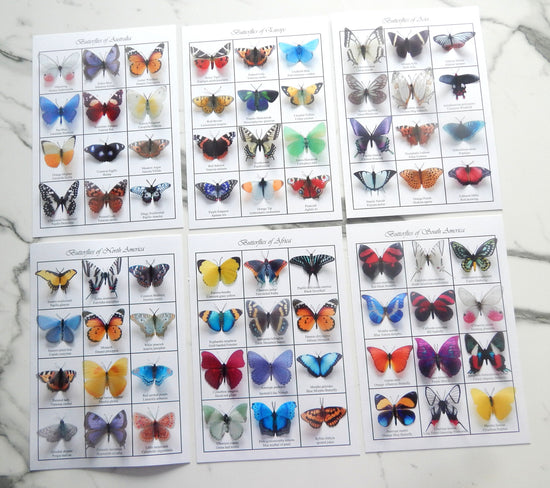 Butterflies of the world 3d poster. Butterfly identification chart.