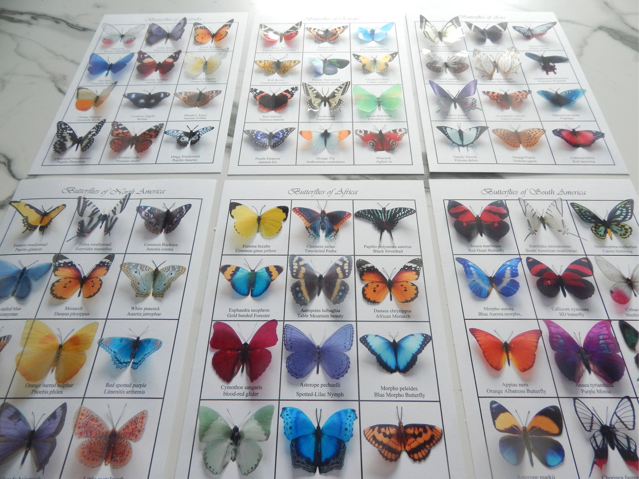 Butterflies of the world 3d poster. Butterfly identification chart. Eu ...