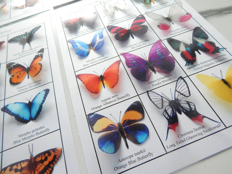Butterfly identification chart. European, Australian,South american,Asian,Afican and North American