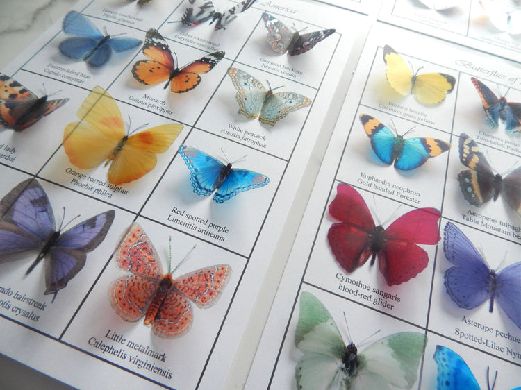 Butterflies of the world 3d poster. 