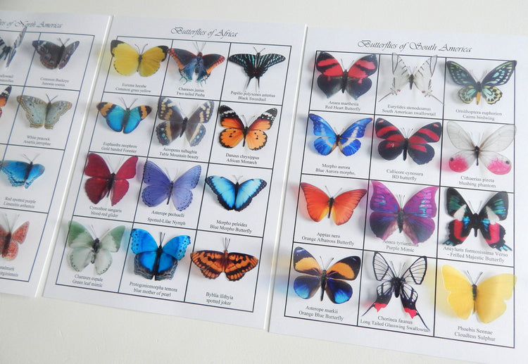 Natural Butterflies of the world 3d poster. 