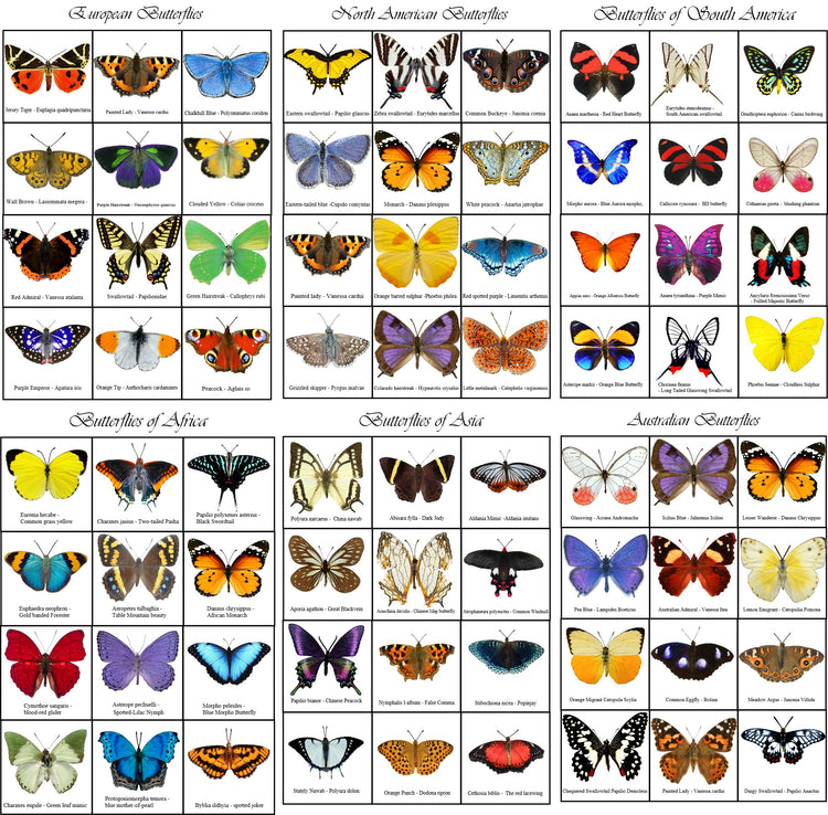  Butterfly identification chart. European, Australian,South american,Asian,Afican and North American