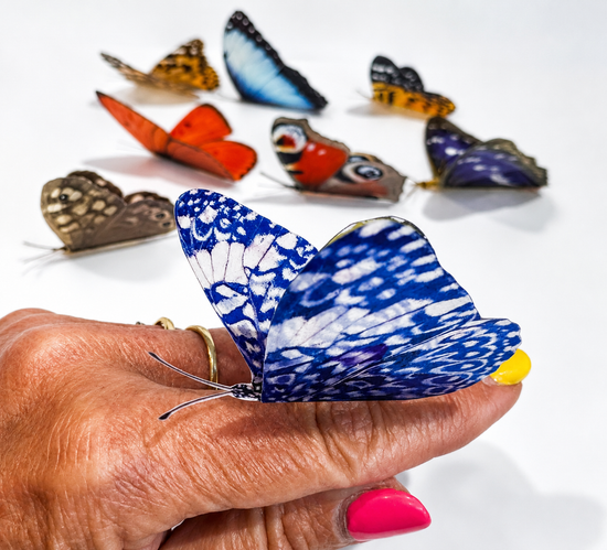  Country collection butterflies