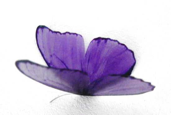 purple wall sticker butterfly