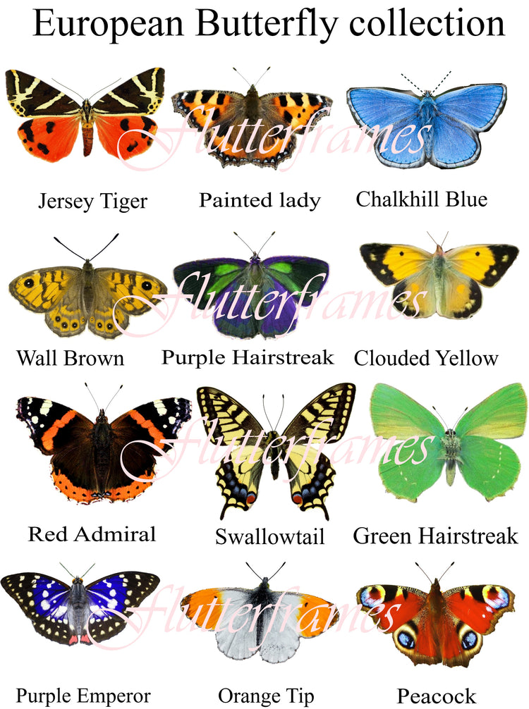 European butterfly collection