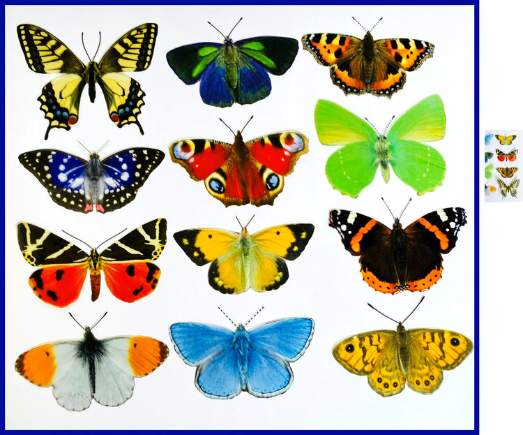 12 European butterfly collection