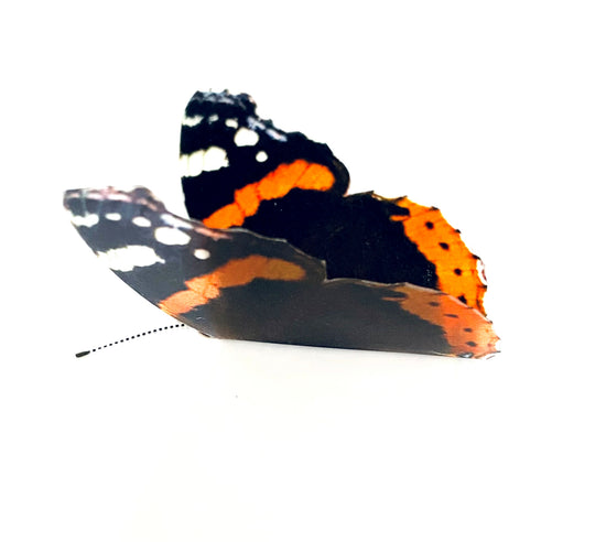 Red Admiral butterfly