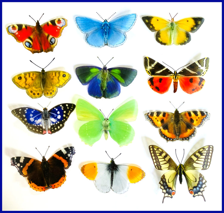 natural Europe Butterfly collection
