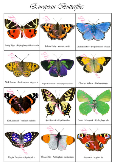 collection of world butterflies