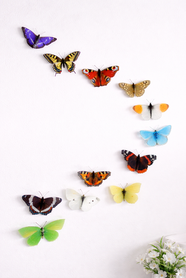 British butterfly collection