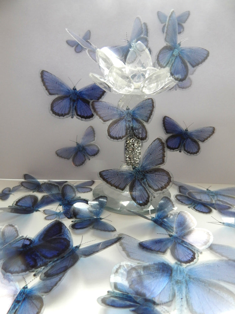 Holly Blue butterfly British collection