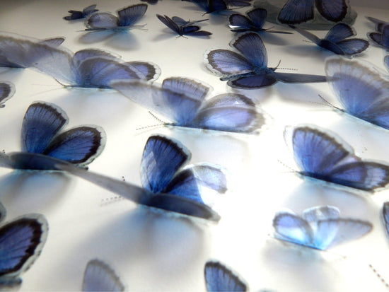 Holly Blue butterfly English collection