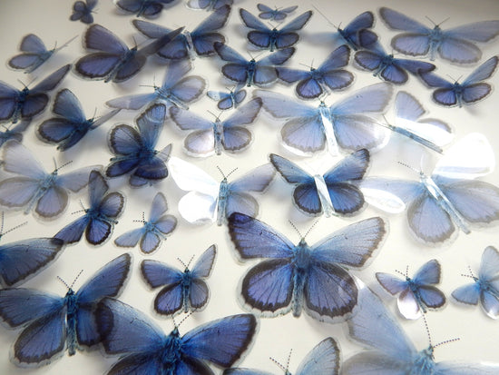 Natural Holly Blue butterfly English collection