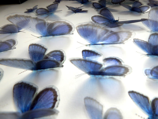 Holly Blue butterfly English collection