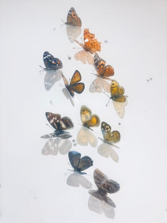  butterfly collection by Fltterframes