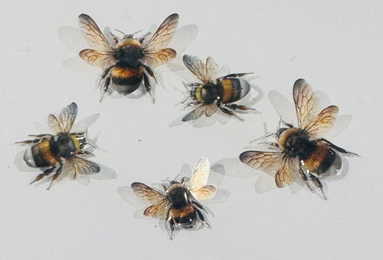miniature bumble bee 