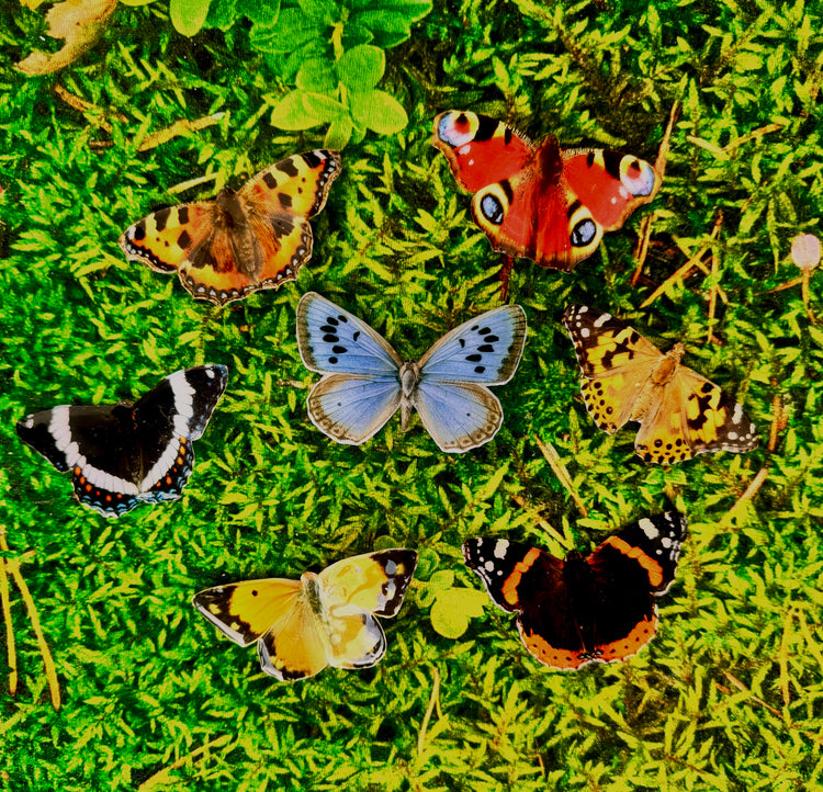 outdoor weatherproof garden _British_butterflies