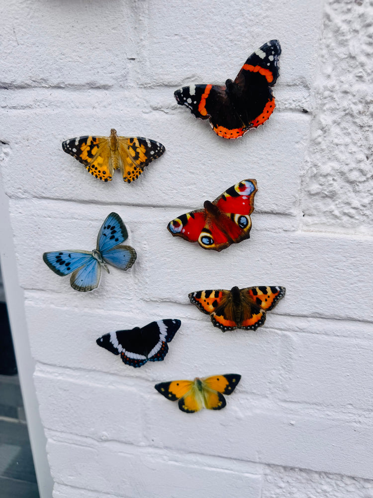 outdoor weatherproof _British_butterflies by Flutterframes
