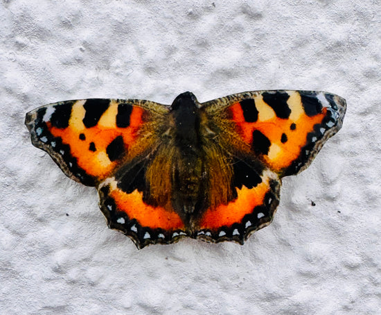 outdoor weatherproof Peacock_British_butterflies