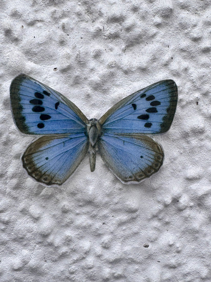 Common Blue outdoor weatherproof _British_butterflies
