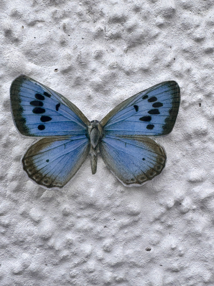 Common Blue outdoor weatherproof _British_butterflies
