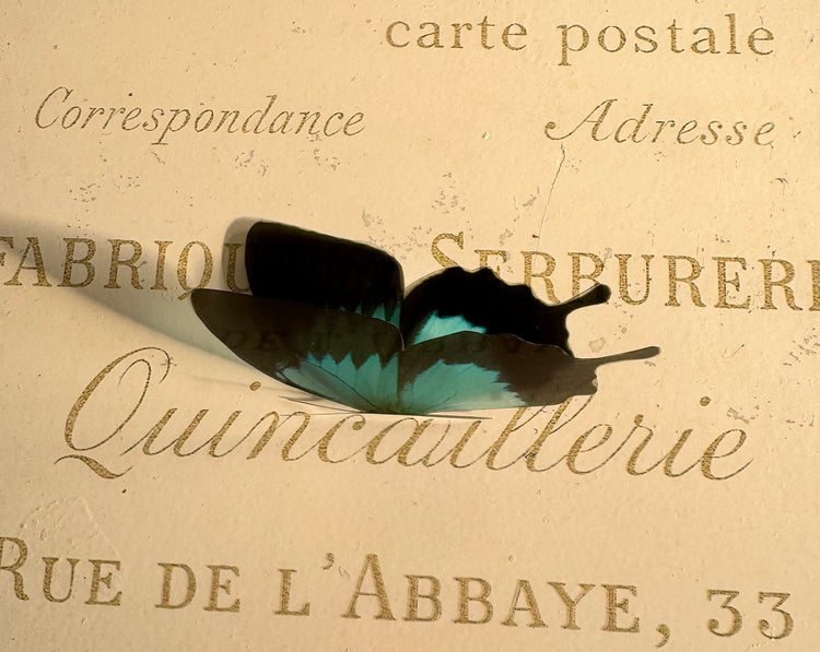 Monarch Turquoise Butterfly 