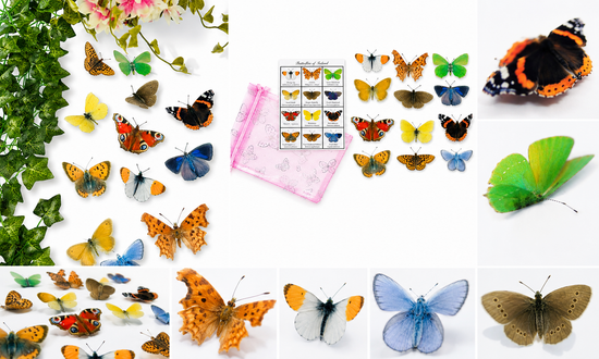 Ireland butterfly collection, set of 12 Irish butterflies. Ireland butterfly names