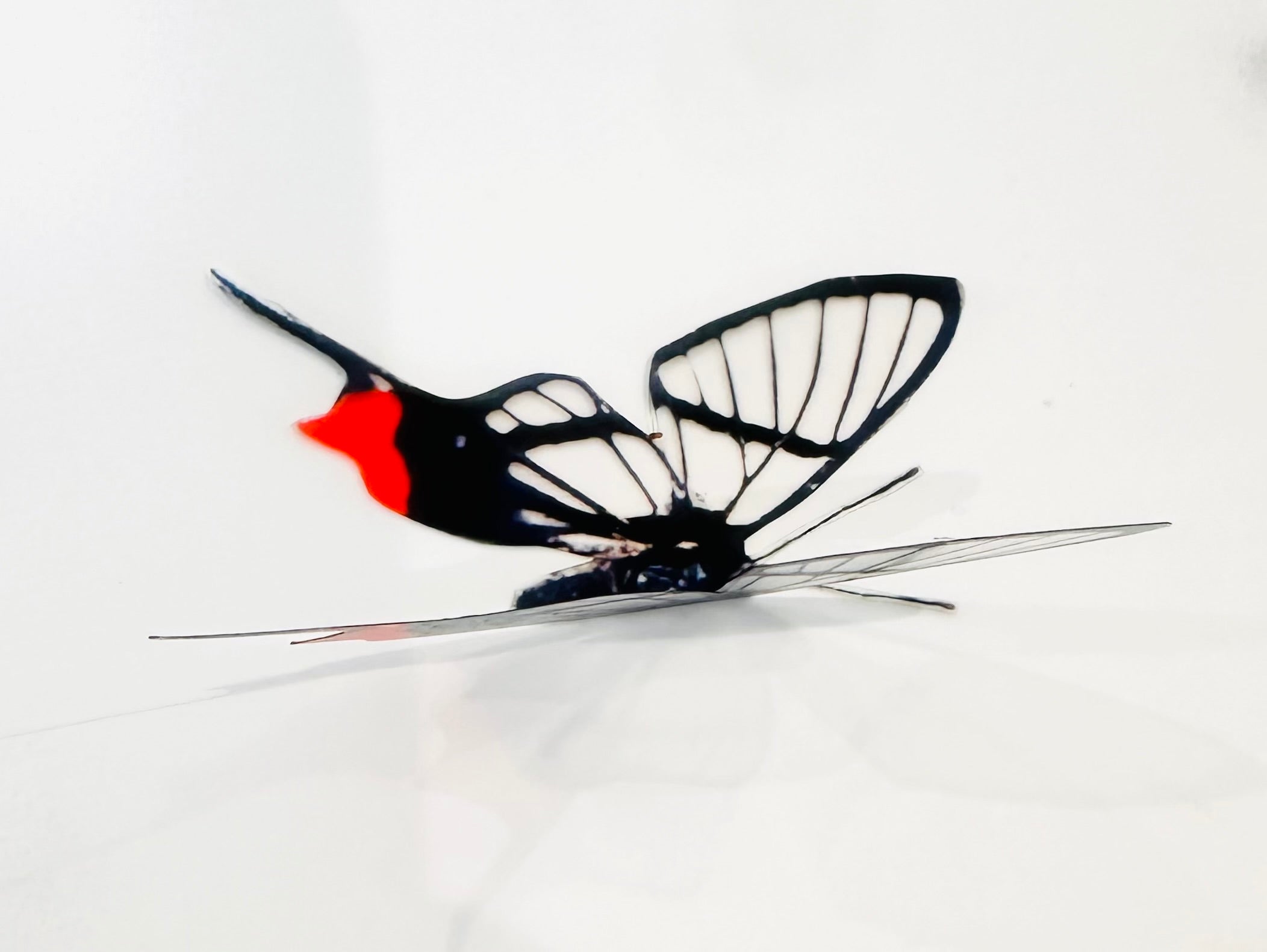 Red butterfly collection, set of 12 red butterflies from around the wo ...