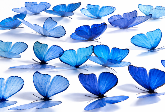 Multiple blue butterflies 