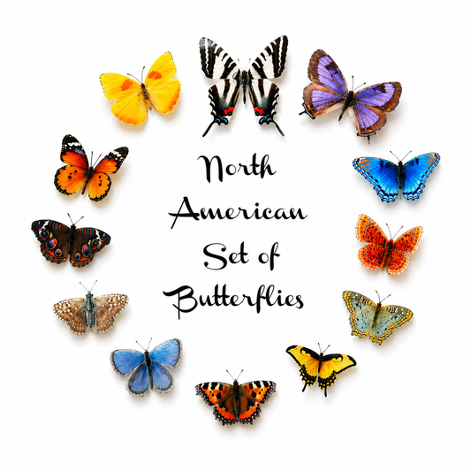 North American butterflies, set of 12