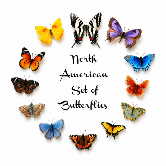 North American butterflies, set of 12