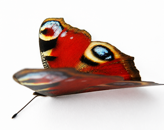 Peacock butterfly 3d sticker