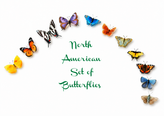 USA butterflies, set of 12