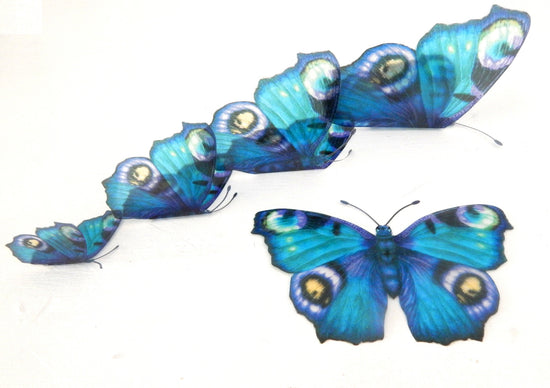 blue Peacock species butterfly