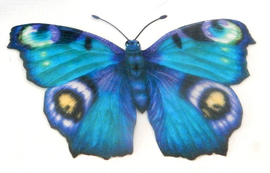 bright blue Peacock species butterfly
