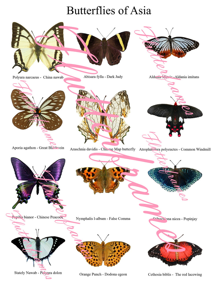 Collection of Asian butterflies