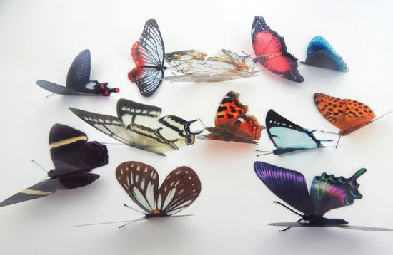 Asian butterflies collection