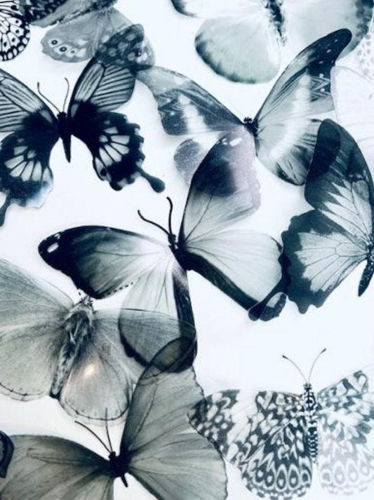 monochrome artificial butterflies
