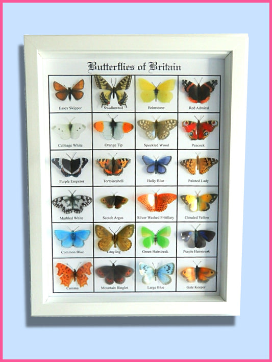 British Butterflies framed. Collection of butterflies from the United Kingdom