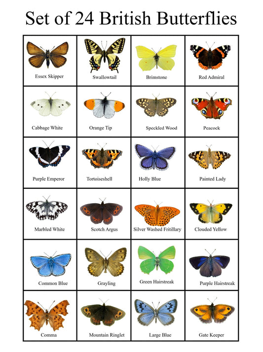 set of 24 British butterflies collection