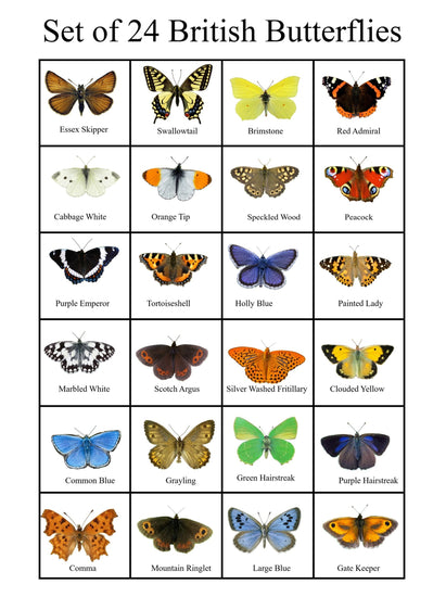 set of 24 British butterflies collection
