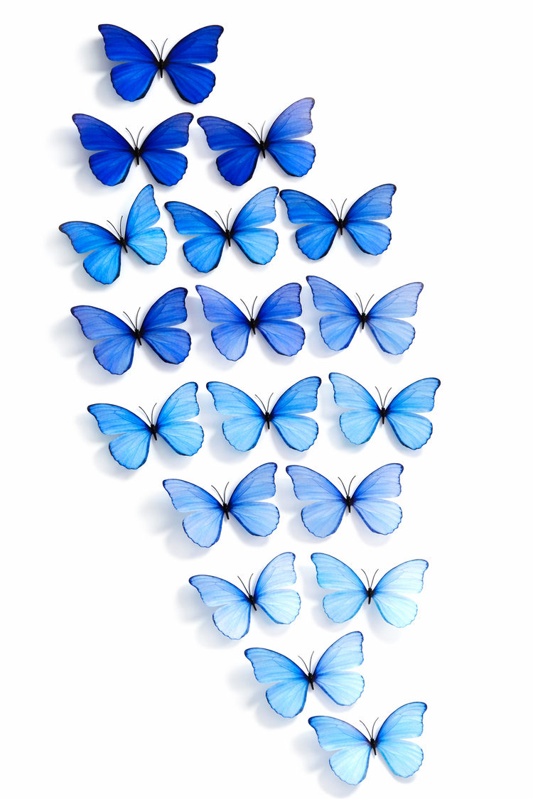 blue butterfly decor