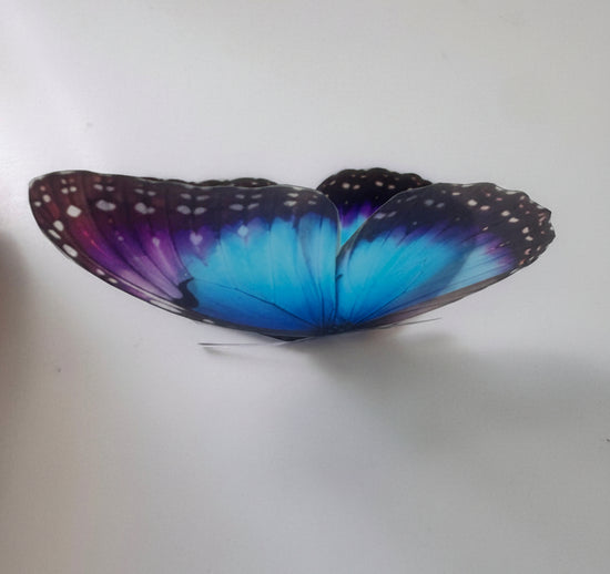 blue colourful butterfly by Flutterframes