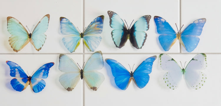 blue morpho butterflies