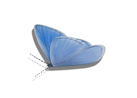 A light blue butterfly with delicate wing 