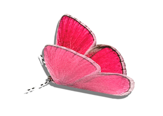 A bright pink butterfly with delicate black and white striped antennae, 