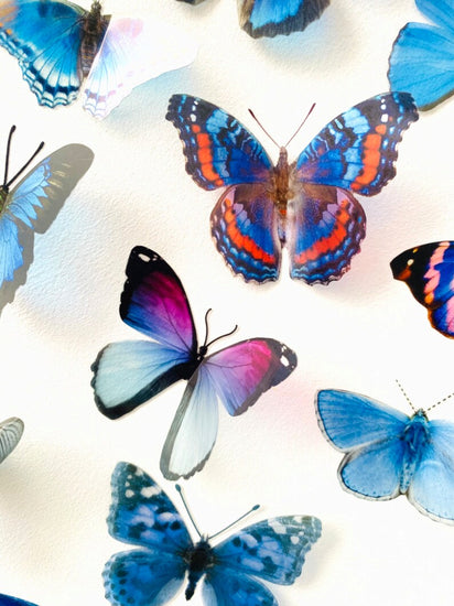 blue butterflies for crafts