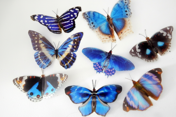 Collection of colorful butterflies on a white background