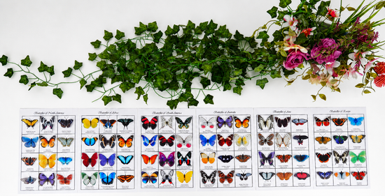 butterflies of the world