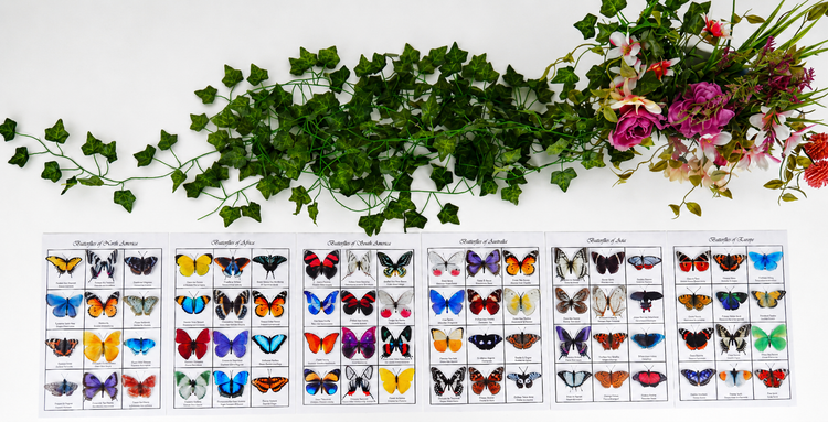 butterflies of the world